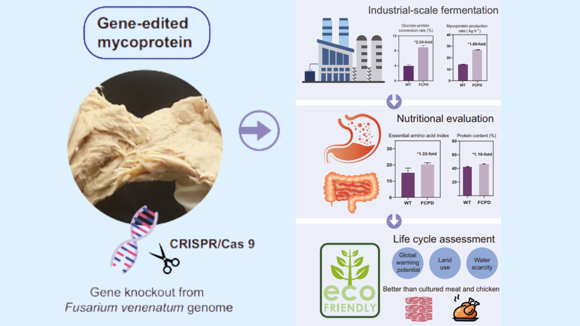 遺伝子編集で生まれた“菌のお肉”