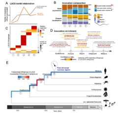 精子の“古代エンジン”は単細胞生物時代のものだった