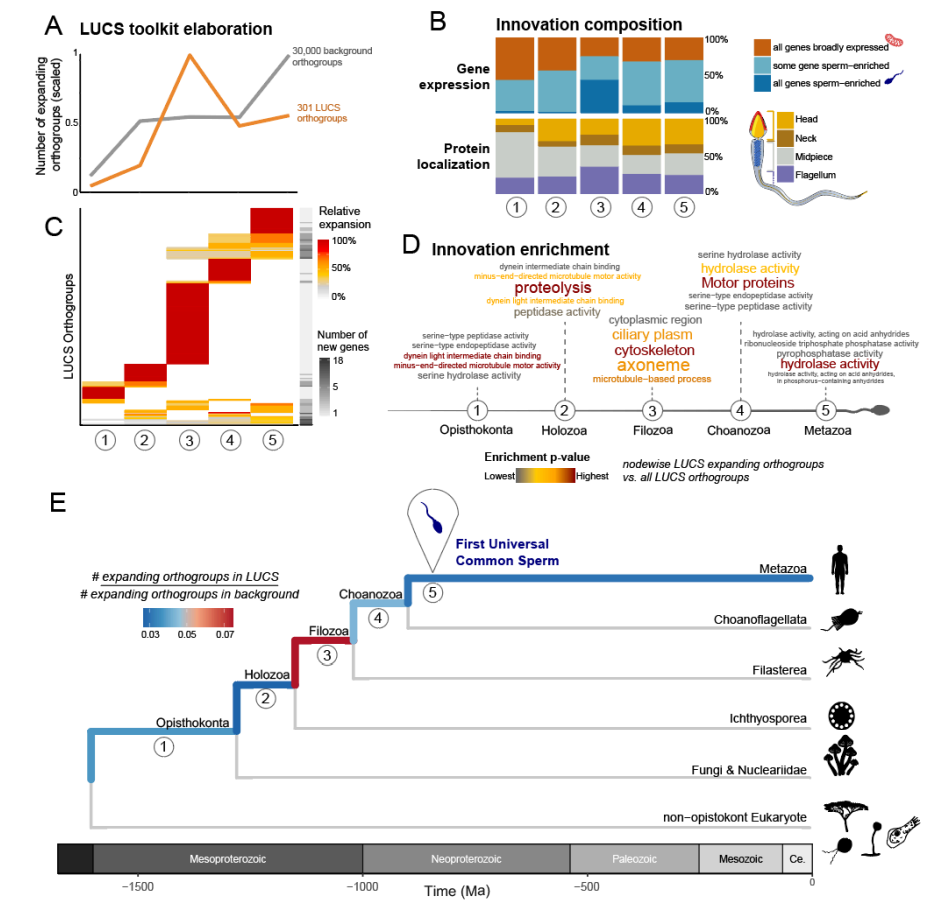 精子の“古代エンジン”は単細胞生物時代のものだった