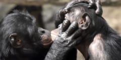 「愛のキス」は、2100万年前のサル社会から続く、超ロングセラーの社会行動