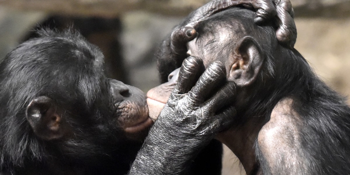 「愛のキス」は、2100万年前のサル社会から続く、超ロングセラーの社会行動