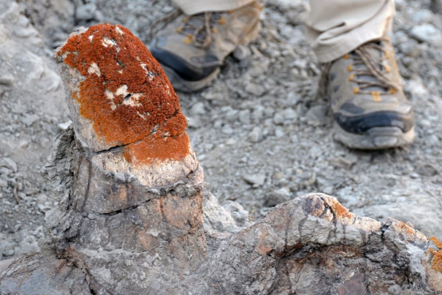 恐竜の化石に好んで生えるコケを発見