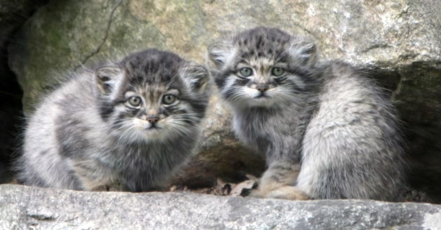 野生「マヌルネコ」が標高5000m近くのヒマラヤで発見される - ナゾロジー