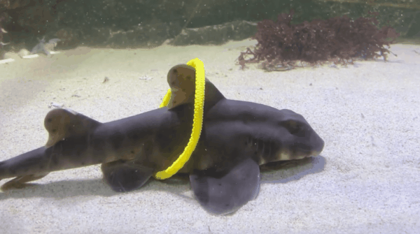 サメの「遊ぶ心」は食後に目覚める