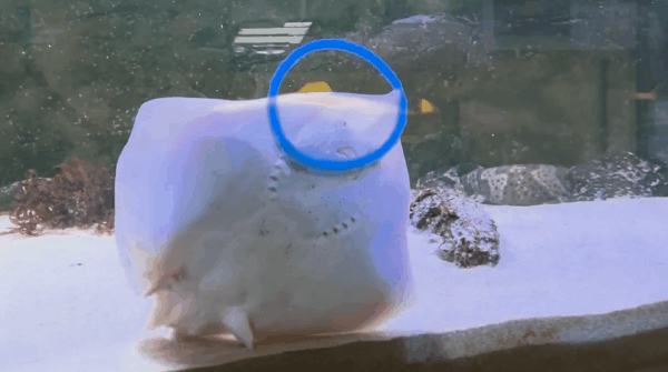 サメに遊び心があるとしたらそれは何を意味するのか?