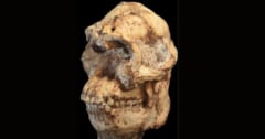 古人類化石「リトルフット」、新種人類の可能性が浮上の画像 1/2