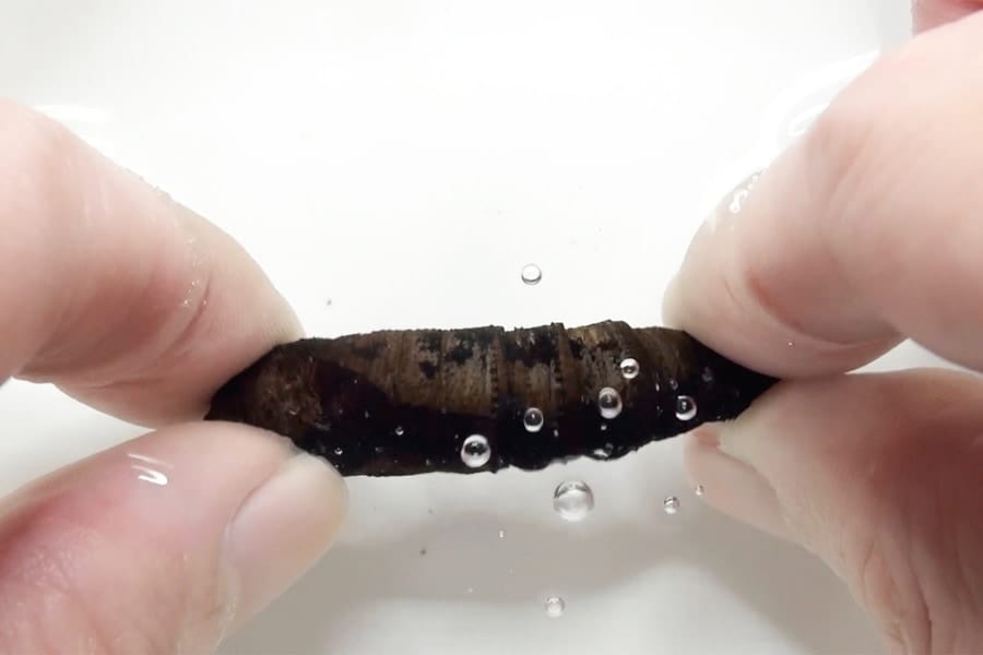 「音を出すサナギ」の仕組みを解明、天敵への防御システムか