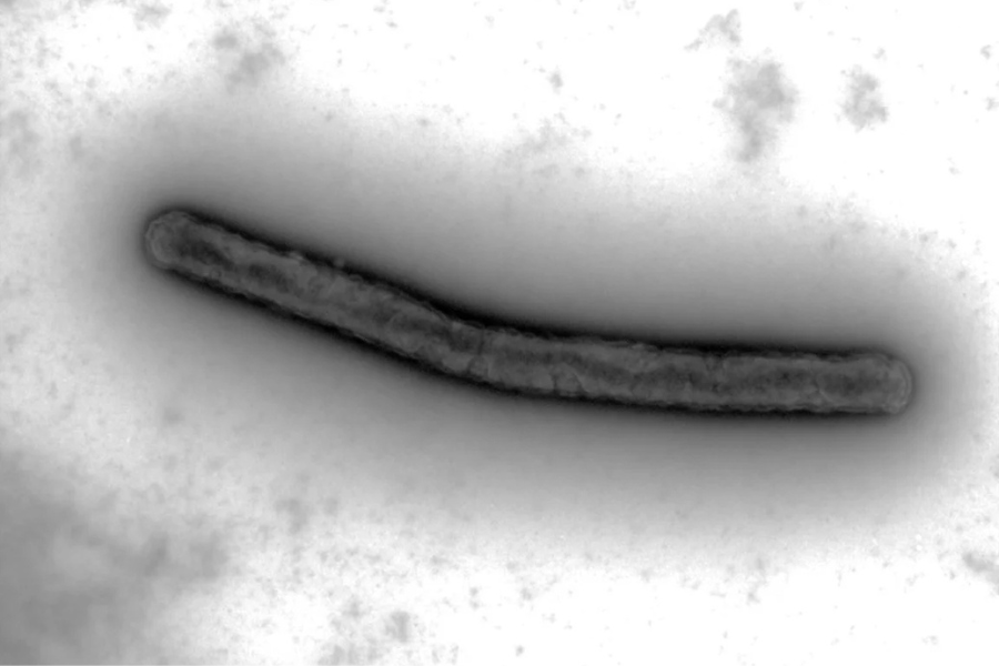 銅を「鉱石レベル」まで濃縮できる微生物を発見の画像 2/2