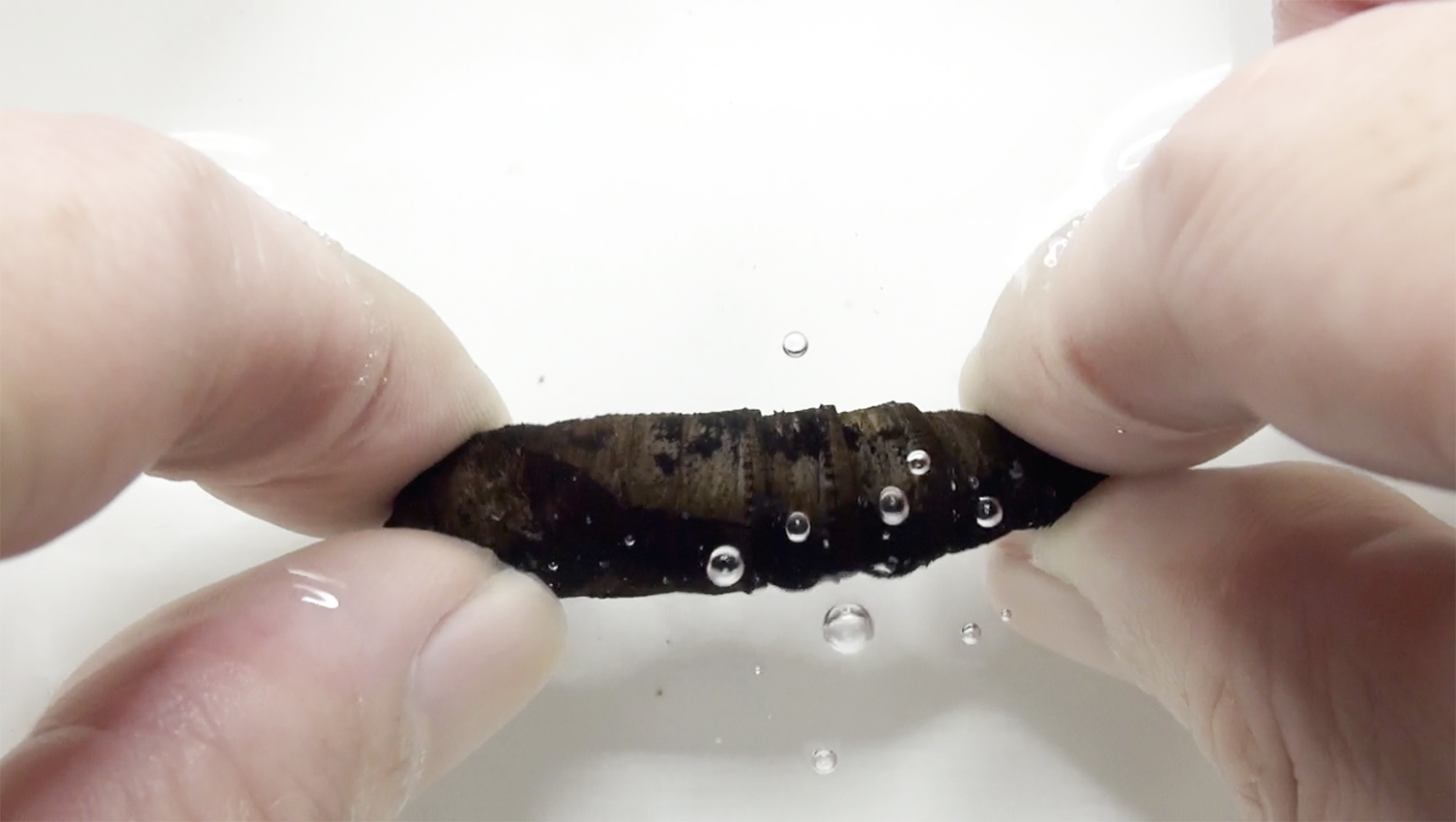 「音を出すサナギ」の仕組みを解明、天敵への防御システムかの画像 2/2