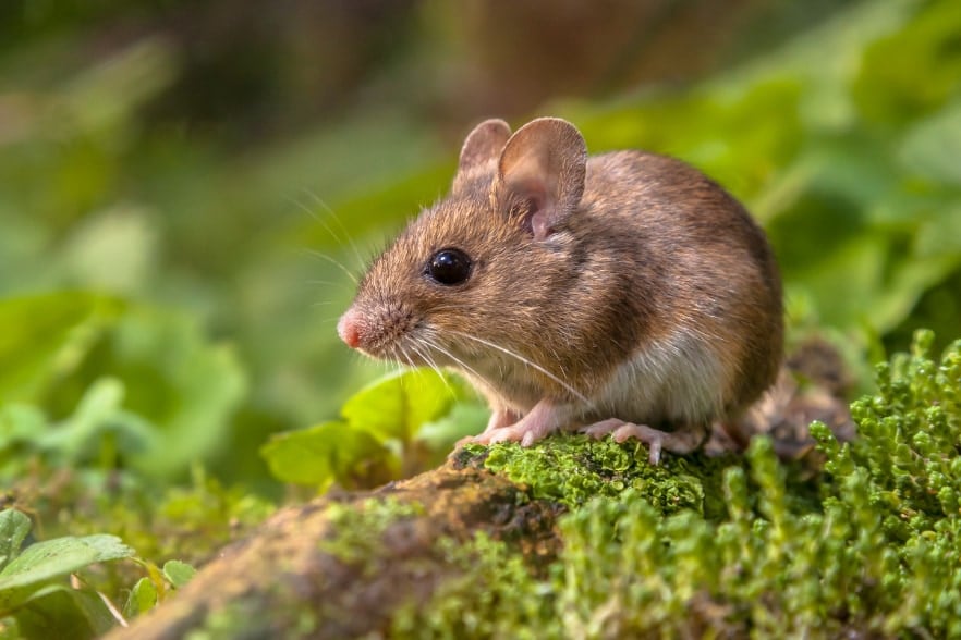 実験用マウスが自然に触れると1週間で「不安や恐怖」を忘れる