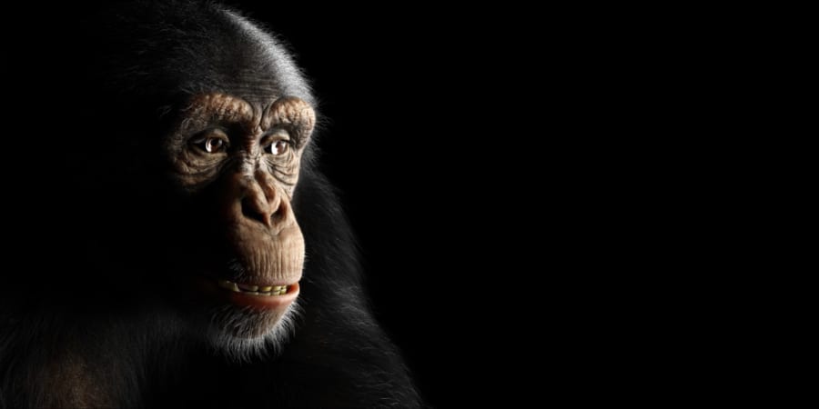 もし脳が「サル時代の声」をまだ覚えていたとしたら?