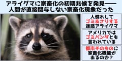 アライグマに家畜化の初期兆候を発見――人間が直接関与しない家畜化現象だった