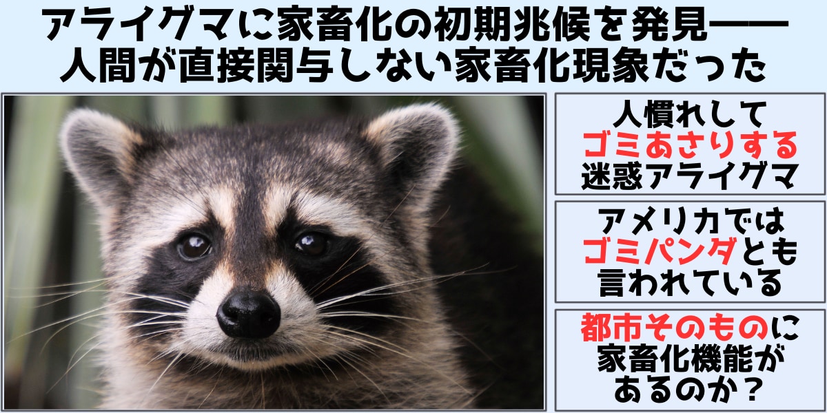 アライグマに家畜化の初期兆候を発見――人間が直接関与しない家畜化現象だった