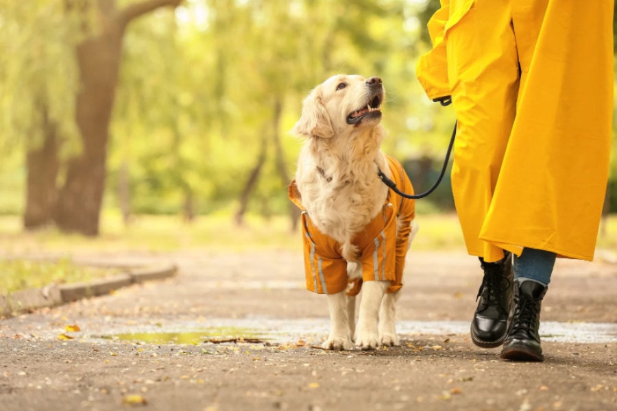 愛犬の散歩中に「10億円相当の埋蔵金」を見つけたカップル