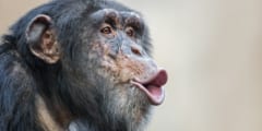 人間の脳はチンパンジーの叫びを「人の声」のように扱っていた