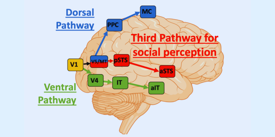 空気読みは目で起きる？脳の「第3ルート」仮説