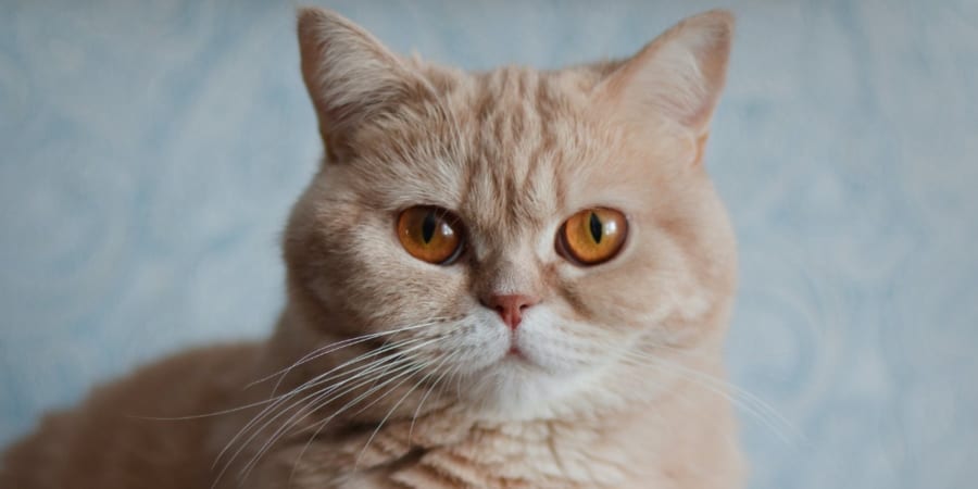 中国とヨーロッパで確認された猫の入れ替わり現象