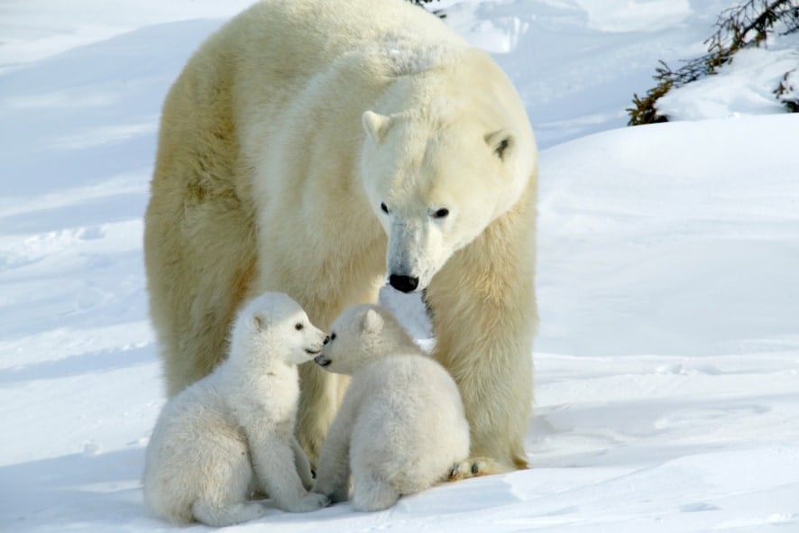 ホッキョクグマのお母さんが養子をとった！非常に珍しい例だと話題に