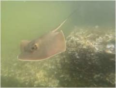 【おめでたい】160年越しに日本の「アカエイ」の新種を発見の画像 2/3