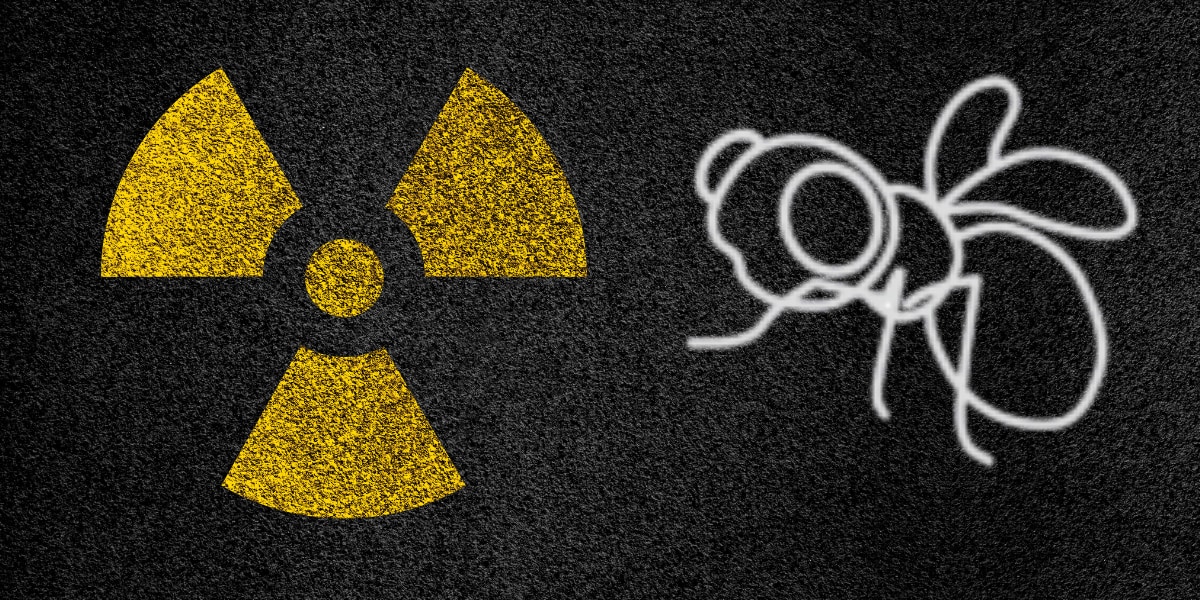 「放射線に強い菌」を食べたハエの放射線耐性が増加したと判明