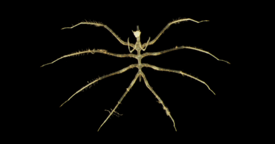 エイリアンのような「新種の深海生物」を発見 - ナゾロジー