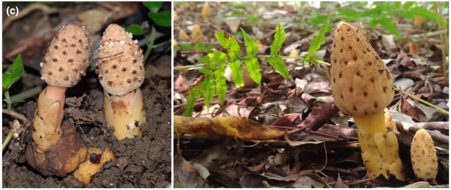 ツチトリモチは光合成ゼロでも葉緑体は働く