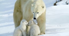 ホッキョクグマのお母さんが養子をとった！非常に珍しい例だと話題にの画像 1/1