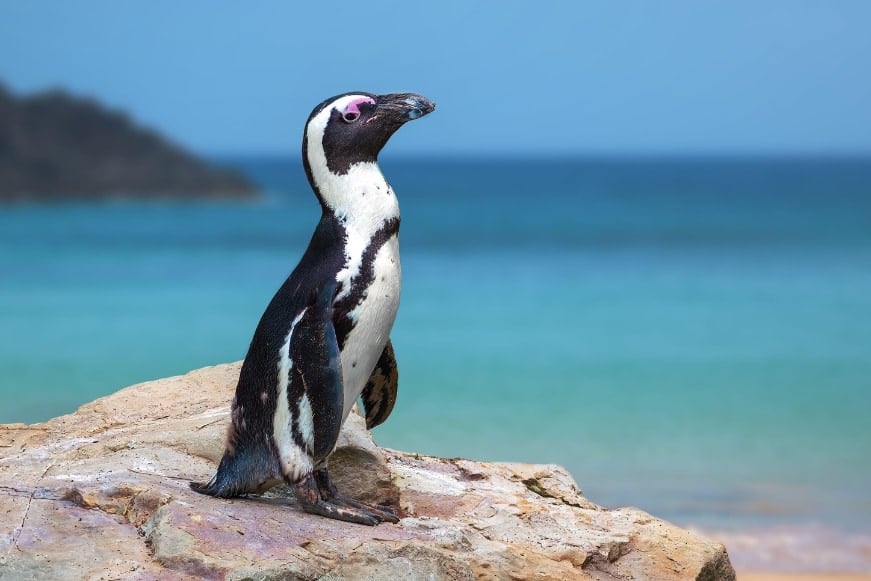 南アフリカ沖のペンギンが8年で95%減少、原因は「餓死」