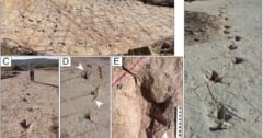 ボリビアで1万6000以上の「世界最大規模の恐竜足跡群」を発見の画像 1/1