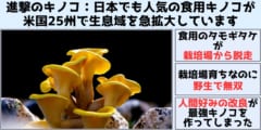 進撃のキノコ：日本でも人気のキノコが栽培場から脱走し米国で生息地を急拡大