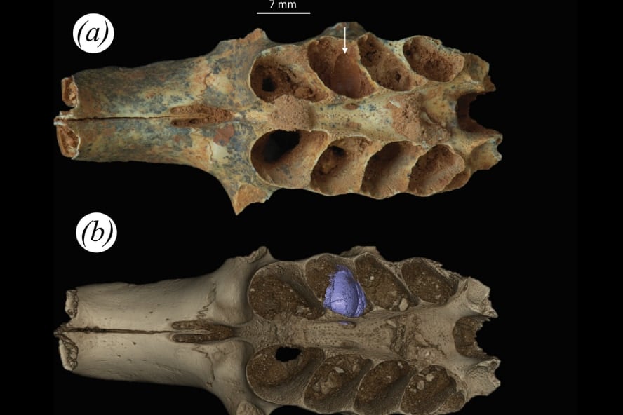 古代の蜂が「哺乳類の遺骨」で子育てした証拠を発見