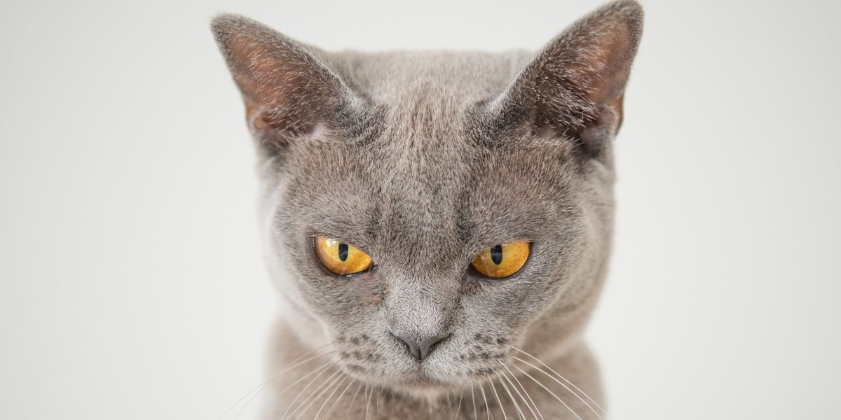 今では世界各地のヤマネコがイエネコに置き換わりつつある