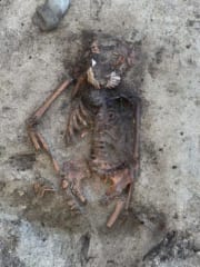 「口元にホタテ貝」前例のないヴァイキング女性の埋葬を発見の画像 3/3