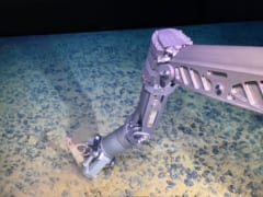 エイリアンのような「新種の深海生物」を発見の画像 3/3