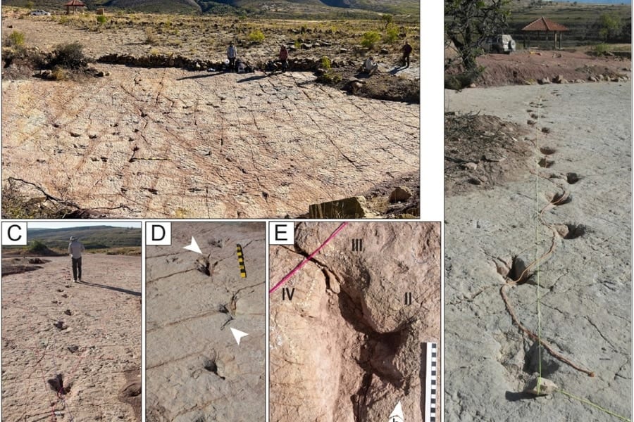 ボリビアで1万6000以上の「世界最大規模の恐竜足跡群」を発見