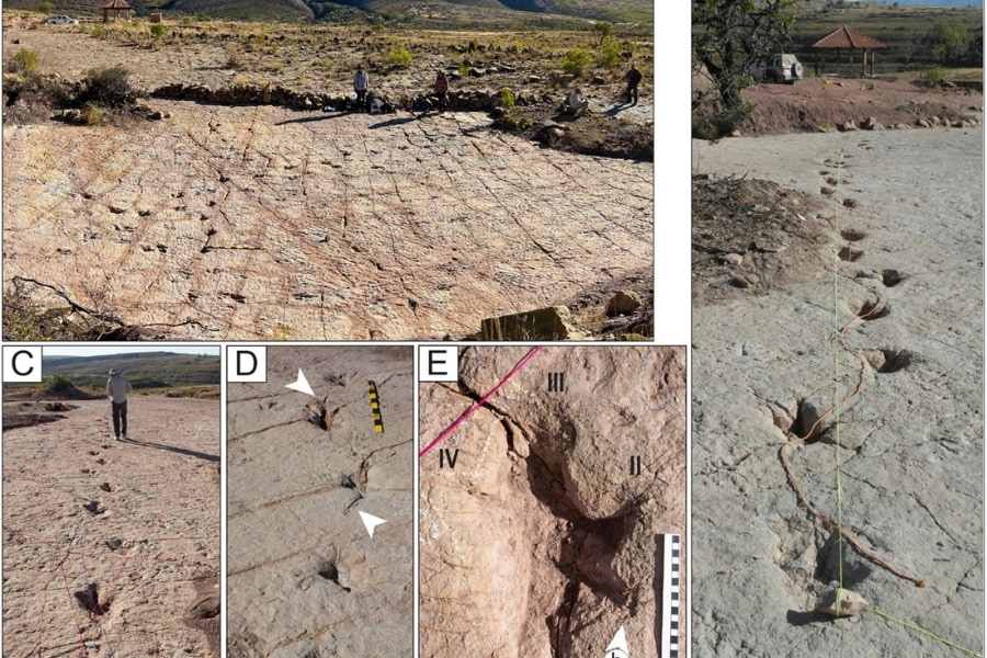 ボリビアで1万6000以上の「世界最大規模の恐竜足跡群」を発見