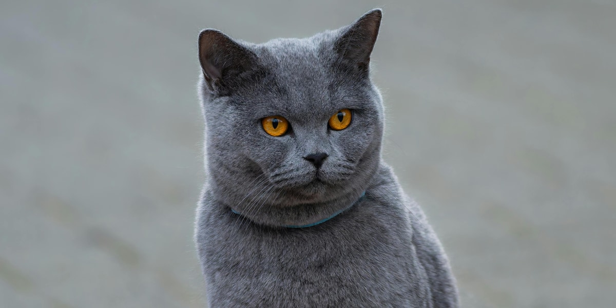 なぜリビアヤマネコは地元のヤマネコを置き換えたのか？