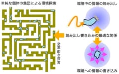 知能のない個体が集団では“賢く見える”理由を数学的に解明の画像 2/3