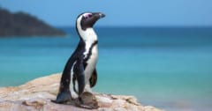 南アフリカ沖のペンギンが8年で95%減少、原因は「餓死」の画像 1/1