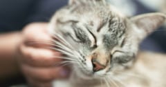 猫の「ゴロゴロ音」は「ニャー」よりも個体識別に役立つと判明の画像 1/1