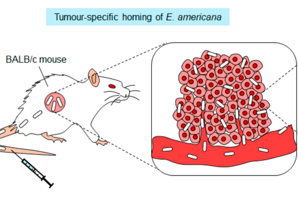 「カエルの腸内細菌投与でマウスのがん組織を完全に消失」画期的ながん治療細菌を発見!