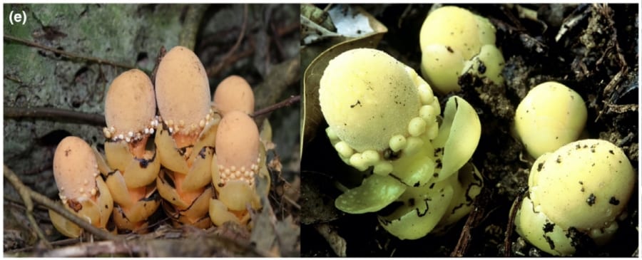 どうみてもキノコ