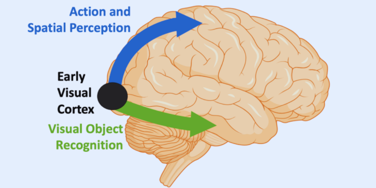 視覚は2ルートのはずだった視覚は2ルートのはずだった