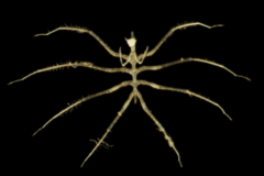 エイリアンのような「新種の深海生物」を発見の画像 2/3