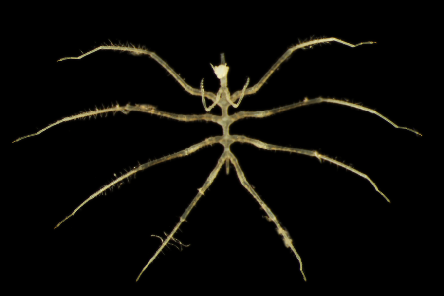 エイリアンのような「新種の深海生物」を発見の画像 2/3