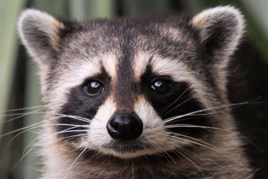 アライグマに家畜化の初期兆候を発見――人間が直接関与しない家畜化現象だった