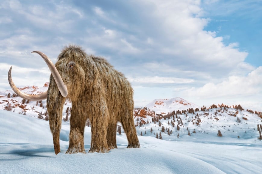 「2000年前のマンモスの化石」、実は「クジラ」だった