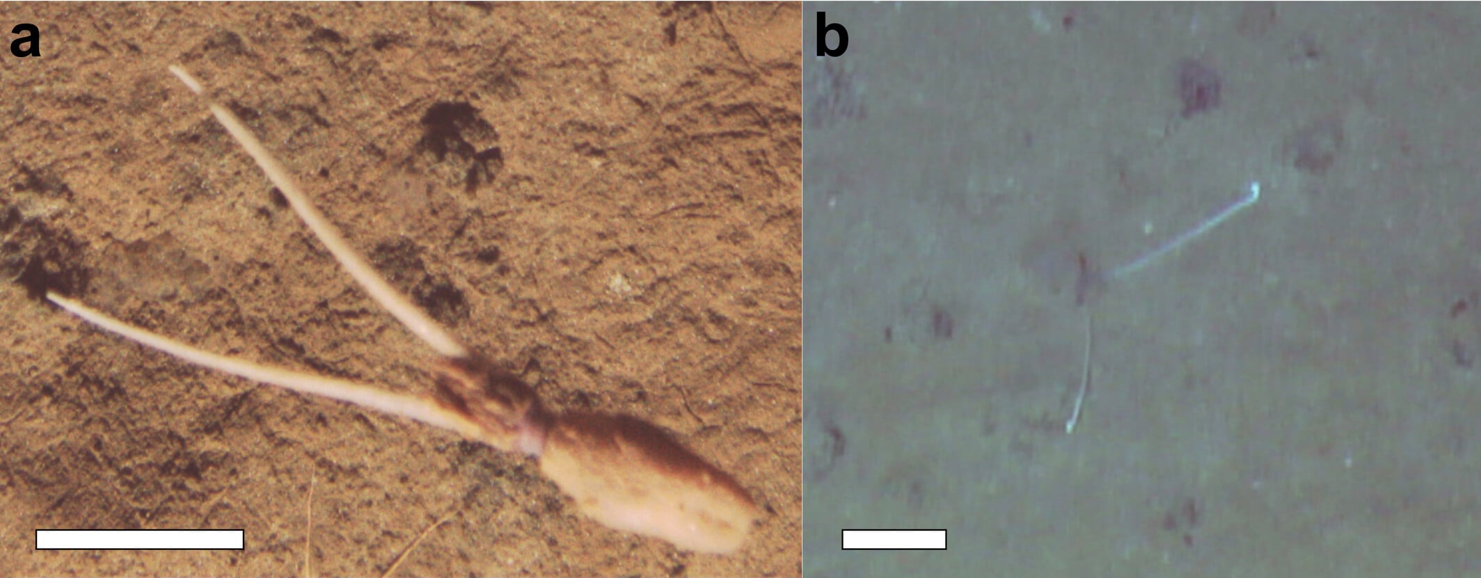 世界初、深海イカが「スポンジの茎」に擬態していたの画像 2/2