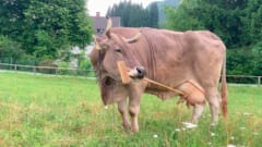 道具を用途で使い分ける牛を発見