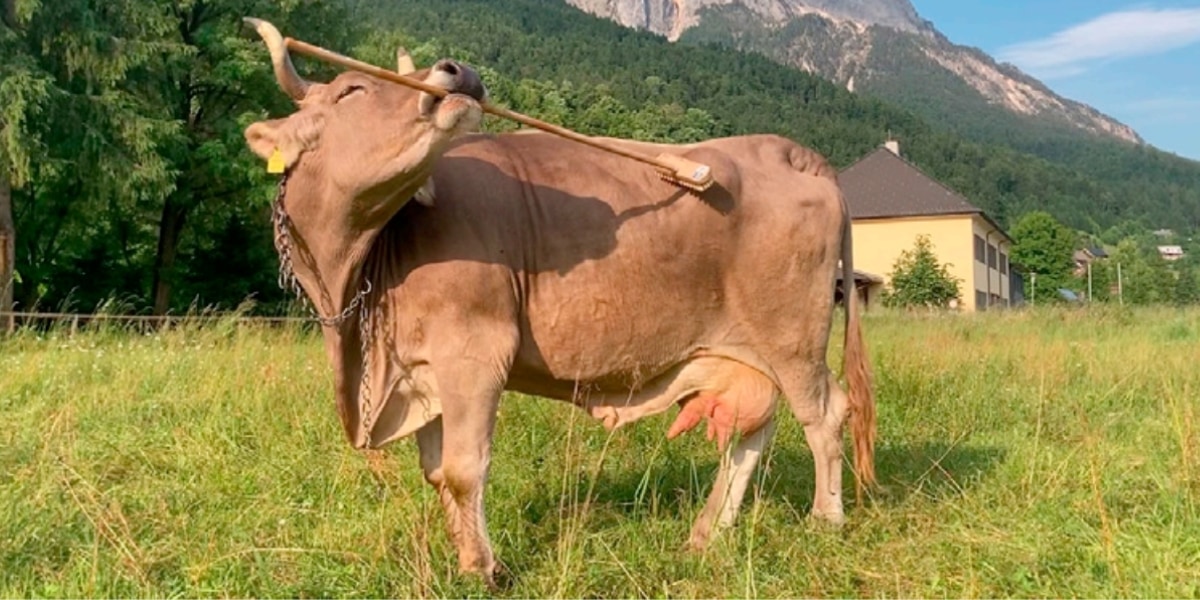 牛にも道具を使う力――デッキブラシを多目的用途で使い分けていた